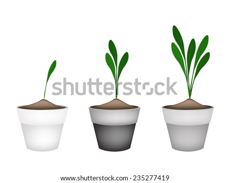 Vegetable and Herb, Illustration of Fresh Fingerroot, Chinese Ginger and  Boesenbergia Plant in Terracotta Plant Pots. 