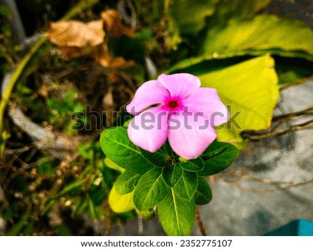Flower macro photography, Macro photography, Close up photography 