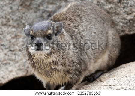 A Bush Hyrax emerges from his den in the granite rocks after a heavy rainstorm. They emerge to dry out as quickly as possible as they have poor thermoregulation capabilities. Royalty-Free Stock Photo #2352783663
