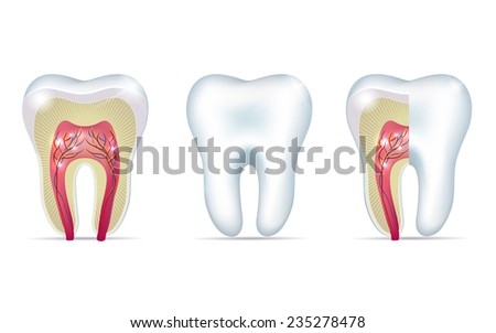Three tooth anatomy illustrations on a white background