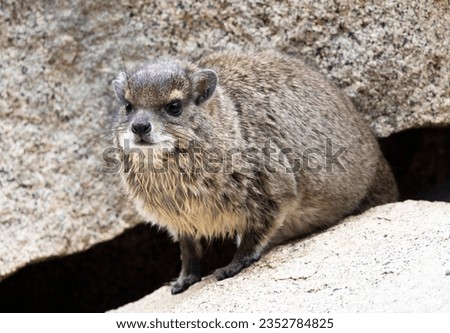 A Bush Hyrax emerges from his den in the granite rocks after a heavy rainstorm. They emerge to dry out as quickly as possible as they have poor thermoregulation capabilities. Royalty-Free Stock Photo #2352784825