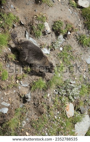 a marmot at the grossglockner