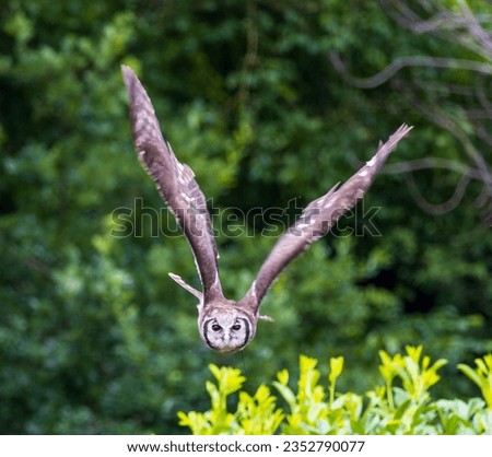 Milky eagle owl in full flight, flying straight at you with movement in its wings.