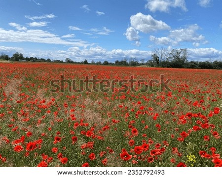 A flower sea of ​​red poppies on Öland Sweden