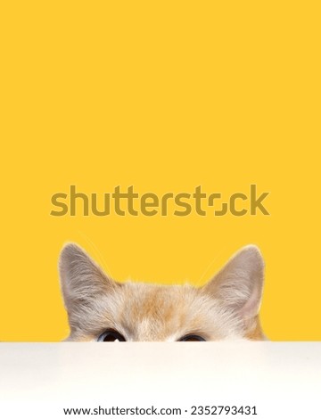 Curious cat peeking out from under the table, yellow background, vertical photo