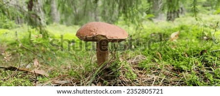 It's a beautiful mushroom picture and a forest nature and grass in the background.