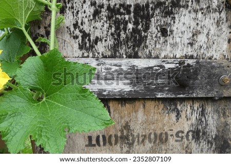 Winter melon leaves with wooden signs with black mold