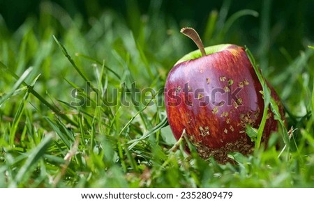 Bitter rot also known as monilia or moniliosis.This is a apple disease.This apple picture located on the grass.