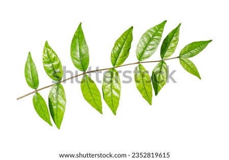 Green leaves branch isolated on transparent background, PNG File Format