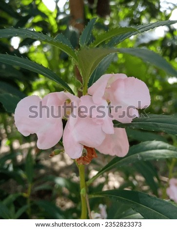Dopati flower image stocks photos