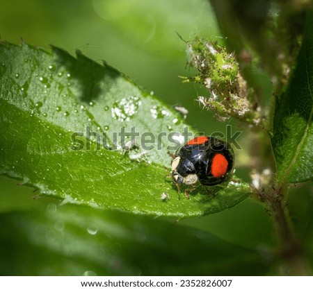 Macro of a ladybug on a flower which is full of lice