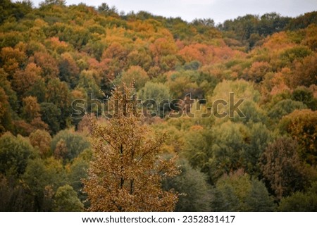 A beautiful autumn landscape with a huge colorful forest. Astonishing view into the woods colored in golden and yellow during fall season