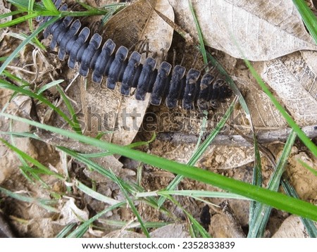 Bornean tractor centipede (millipede polydesmida, platyrhcidae, stenoniodes sp) Royalty-Free Stock Photo #2352833839