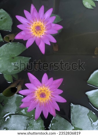 Two purple lotus floating beautifully bloom