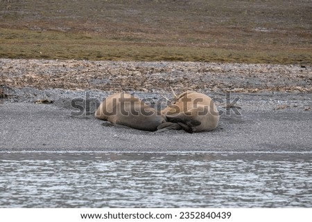Two  walrus (odobenus) laying on coast in Billefjord, Svalbard