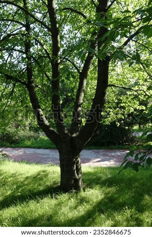 A tree with a quadruple trunk of branches Royalty-Free Stock Photo #2352846675