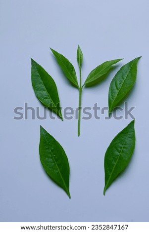 Henna leaf isolated on the white background