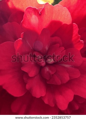 macro flower, red petals, sunlight close up shot