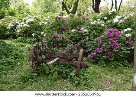 vintage wooden wheelbarrow in front of blooming burgundy, lilac, pink, white tree peony bushes in a botanical garden Royalty-Free Stock Photo #2352853961