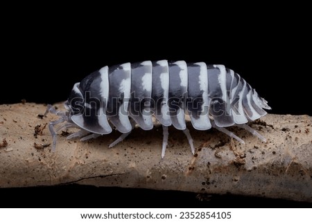 Isopoda Armadillidium Maculatum or Zebra Isopod on wood, Isopoda Armadillidium Maculatum xloseup on wood