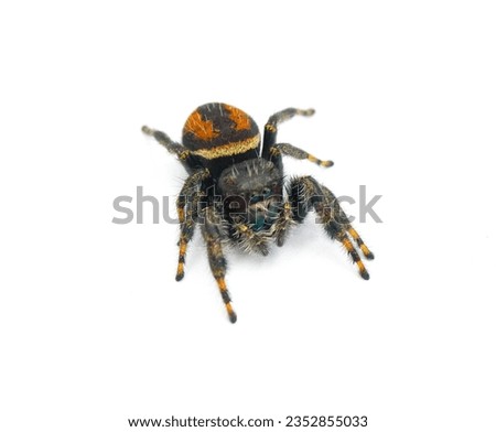 Brilliant Jumping Spider - Phidippus Clarus - family Salticidae - large male with rusty orange red side stripes with a black median stripe on abdomen isolated on white background top dorsal front view