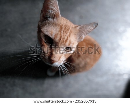 ginger tabby cat sit ask food with pitiful face 