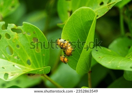 Aspidimorpha miliaris (Golden Tortoise Beetle) crawl on leaf over each other, orange bugs during breeding season