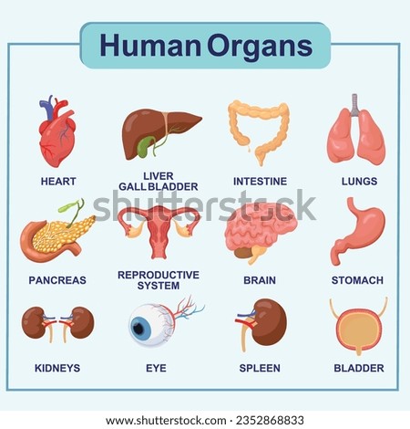 	
Human internal organs infographic anatomy body brain and kidney liver and lung stomach and heart