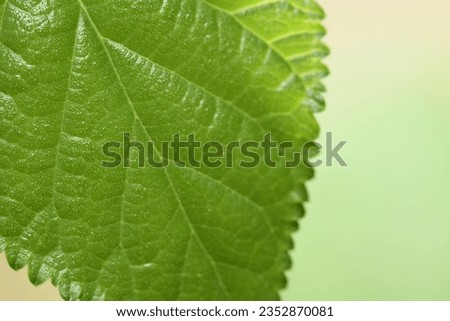 close up macro photo of a leaf