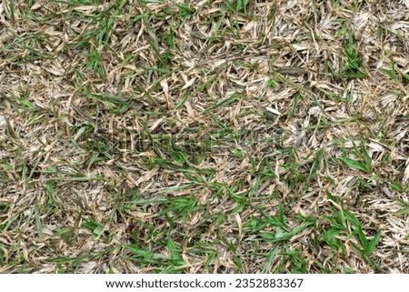 top view abstract picture of weathered dry yellow wild grass field with some green blades on sunny spring or summer day. Beauty of natural environment concept.

