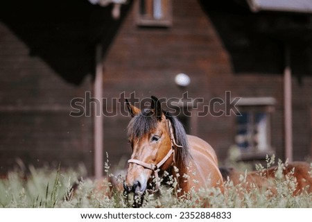 Photo of a majestic brown horse standing gracefully in tall grass beside a rustic building