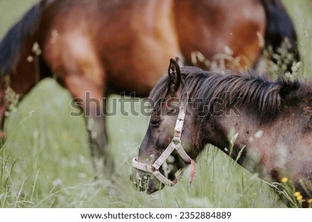 Photo of two brown horses standing together in a beautiful green field
