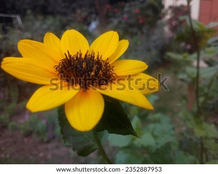 Helianthus bolanderi is a species of sunflower. This picture is taken from Bangladesh, Dhaka Division. 