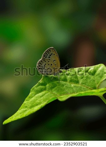 A pale grass blue sitting on a green leaf