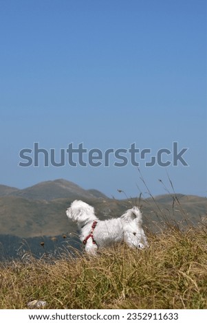 Portrait of Maltese dog in nature. Beautiful dog breeds.