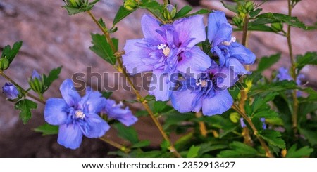 Blue Chiffon Hibiscus flowering plant Royalty-Free Stock Photo #2352913427