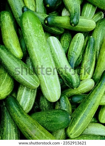 Cucumber is a highly refreshing vegetable due to its water content,in which the greater presence of vitamin C and B9 stands out.In addition,this vegetable provides fiber,provitamin A and Vitamin E. Royalty-Free Stock Photo #2352913621