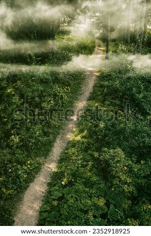atmospheric and fairy-tale photo of a path in the forest