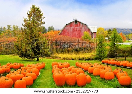 Autumn pumpkin patch with rustic old red barn in the background and fall colors, Vermont, USA Royalty-Free Stock Photo #2352919793