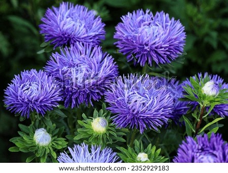 violet chrysanthemums flower in the garden. lilac Asters flowers close up. Callistephus or China aster and annual aster in the autumn garden. 