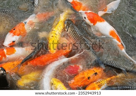 Many Carp or Koi fish on pond eating food feed by people