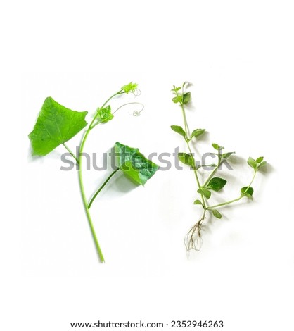 two plants with green leaves and roots, Green leaf isolated on white background, Green leaves of tropical Green leaf isolated on white background,
