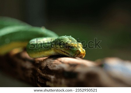 The green python or Morelia viridis is a species of tree snake endemic to Papua and the surrounding islands. This animal is not dangerous to humans because it does not have venom like cobras.