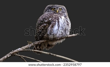 Beautiful black background Owl on Brown Tree Branch