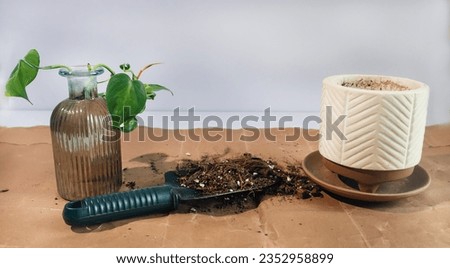Gardening theme : Transplanting water propagated plant in potted soil, Philodendron brasil or Heartleaf Philodendron stem propagation.     Royalty-Free Stock Photo #2352958899