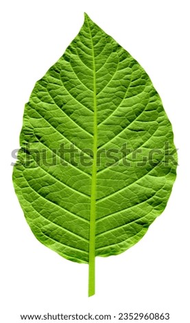 Fresh green single leaf just plucked from the branch, isolated on white background with high resolution