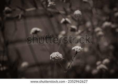 Vignetted black and white vintage photo of wild flowers