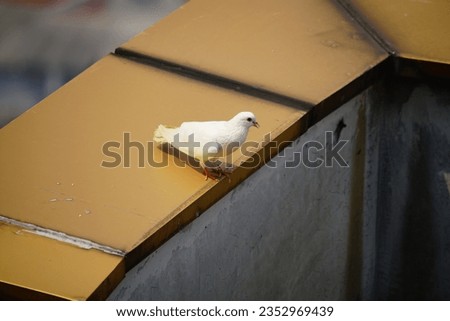 White Pigeon at The Edge of Building