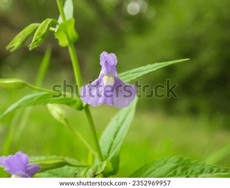 Mimulus ringens (Allegheny Monkey Flower) Native North American Wetland Wildflower