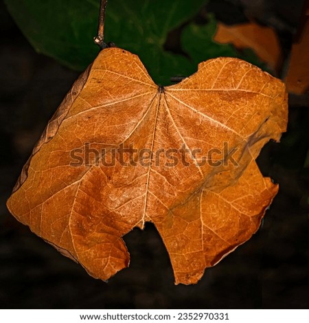 Orange leaf on a black background.